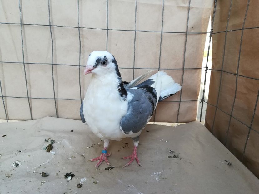  - porumbei care mi-au apartinut