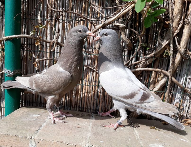 1_2 pereche - 2018_Pui