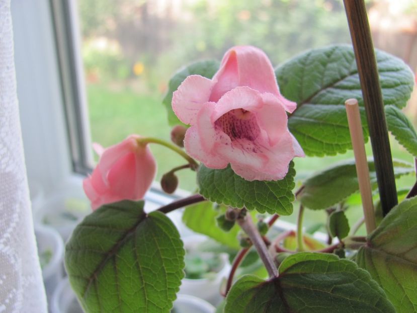  - ZZZSinningia Party Dress