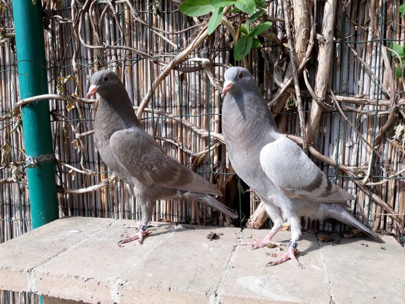 1_2 inele: 12,13 - 2018_Pui