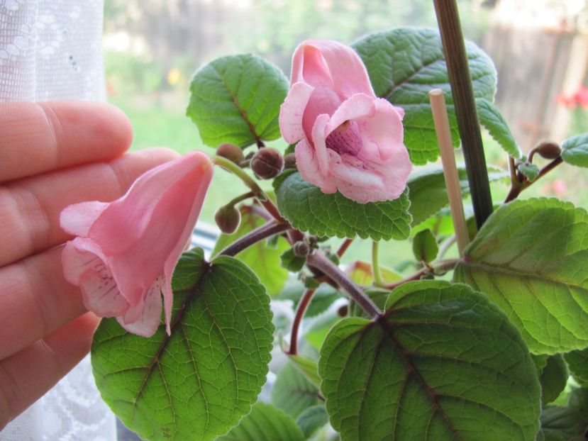  - ZZZSinningia Party Dress