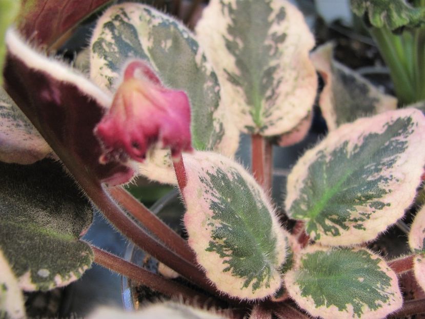  - EK-Mandragora