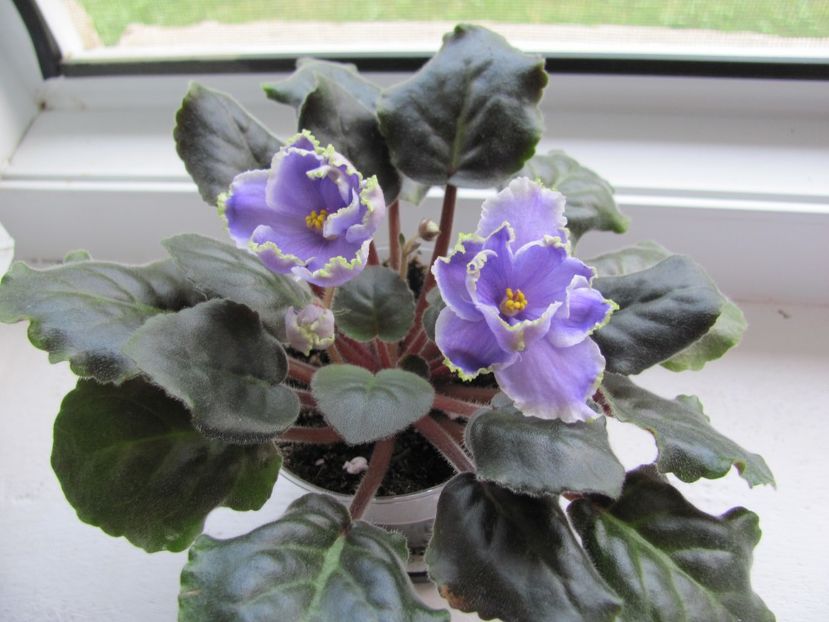  - ZZZLE Legkaya Grust