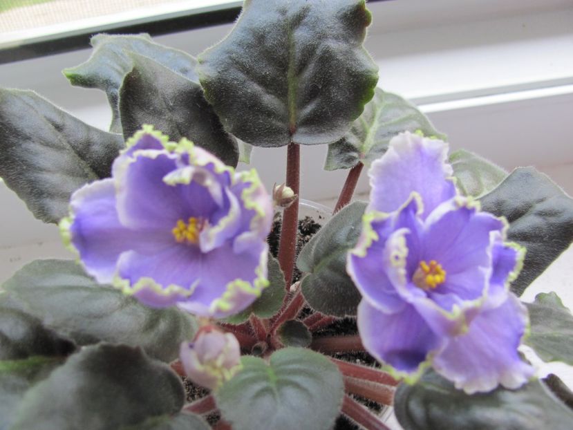  - ZZZLE Legkaya Grust