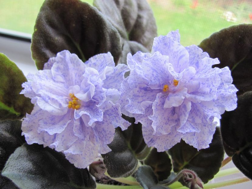  - RS Morskaya Princessa