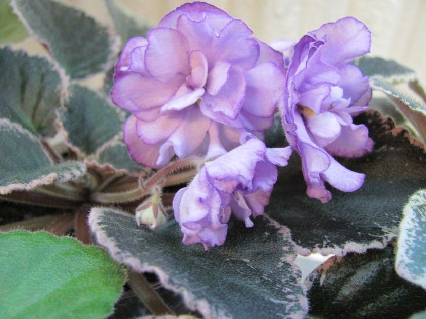  - ZZZBuckeye Blushing