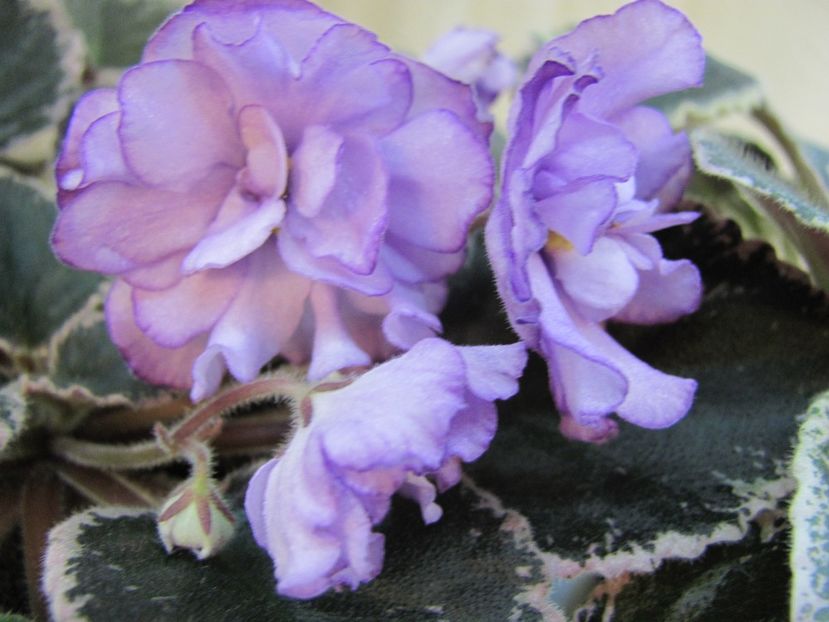  - ZZZBuckeye Blushing