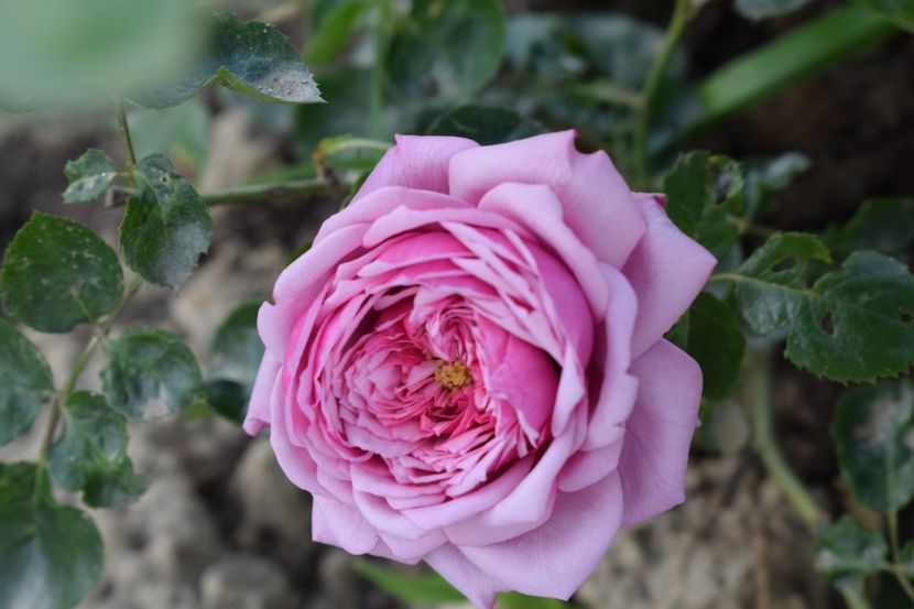  - TRANDAFIRI PRIMAVARA 2018 II