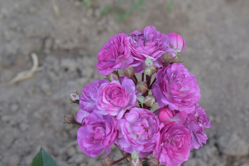  - TRANDAFIRI PRIMAVARA 2018 II