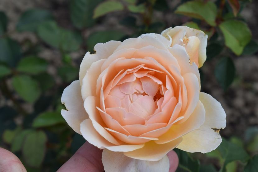  - TRANDAFIRI PRIMAVARA 2018 II