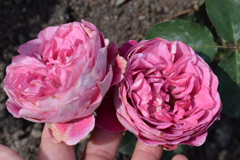  - TRANDAFIRI PRIMAVARA 2018 II