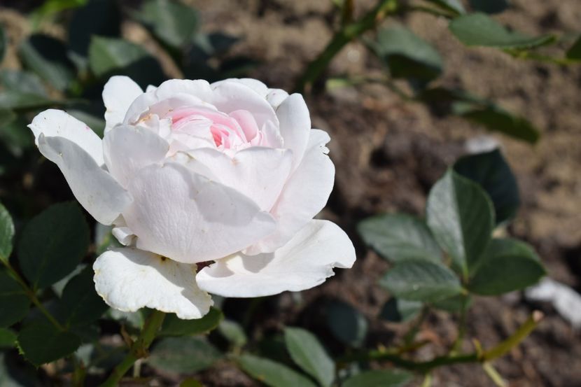  - TRANDAFIRI PRIMAVARA 2018 II