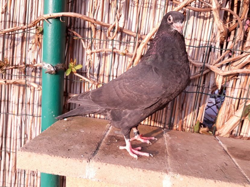 3_1 mascul - 2018_Pui