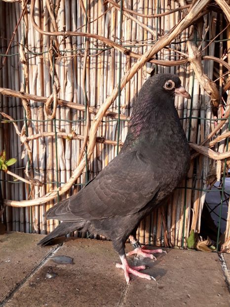 3_1 metisi 90% horseman 10% tippler - 2018_Pui