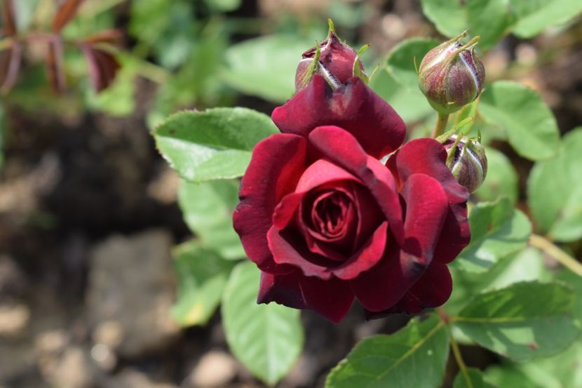  - TRANDAFIRI PRIMAVARA 2018 II