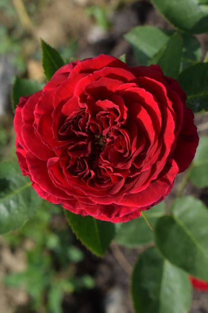  - TRANDAFIRI PRIMAVARA 2018 II