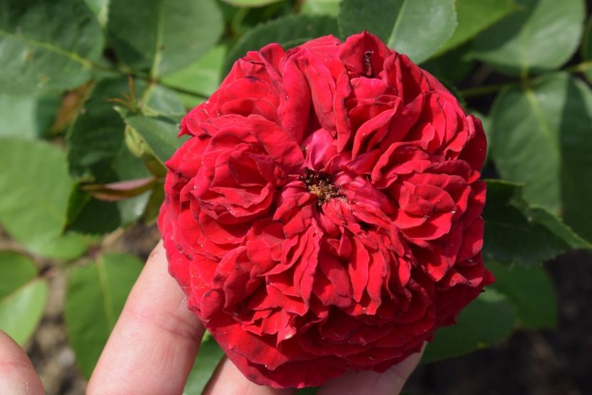  - TRANDAFIRI PRIMAVARA 2018 II