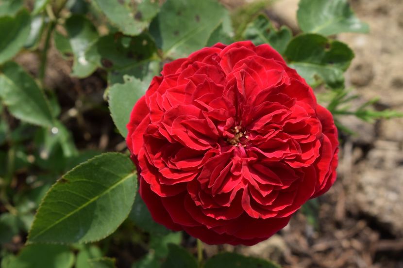  - TRANDAFIRI PRIMAVARA 2018 II