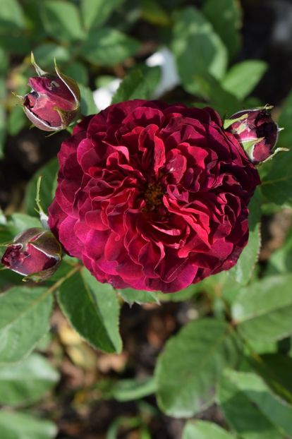  - TRANDAFIRI PRIMAVARA 2018 II