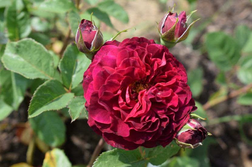  - TRANDAFIRI PRIMAVARA 2018 II