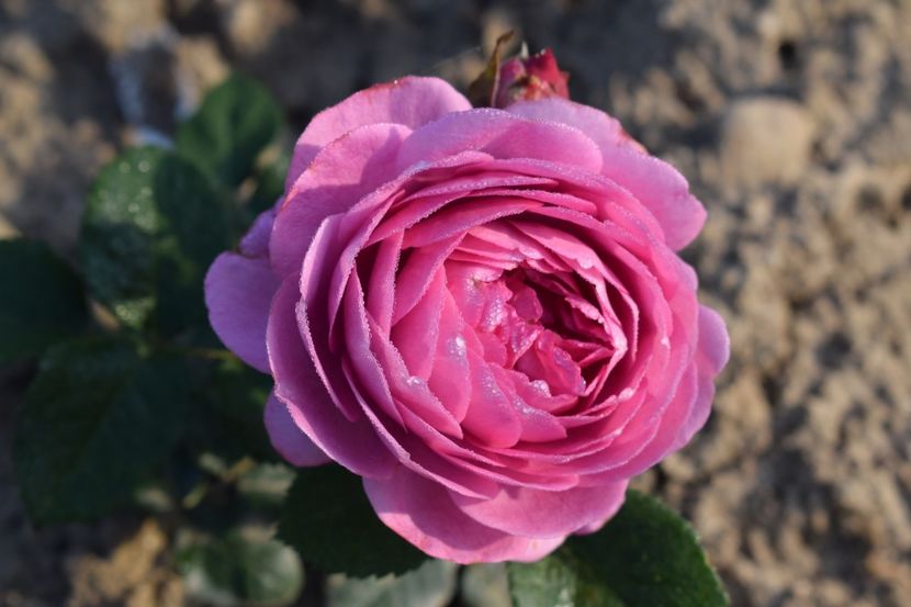  - TRANDAFIRI PRIMAVARA 2018 II