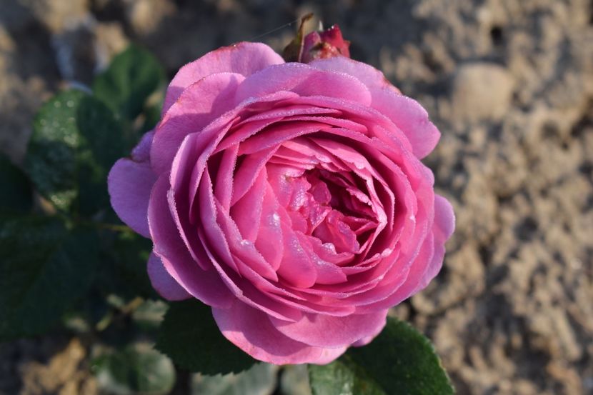  - TRANDAFIRI PRIMAVARA 2018 II