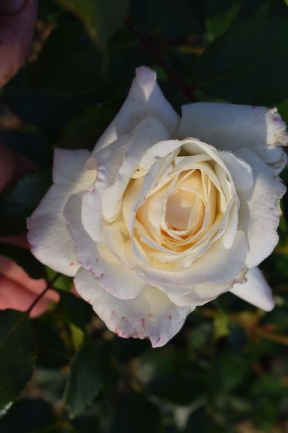  - TRANDAFIRI PRIMAVARA 2018 II