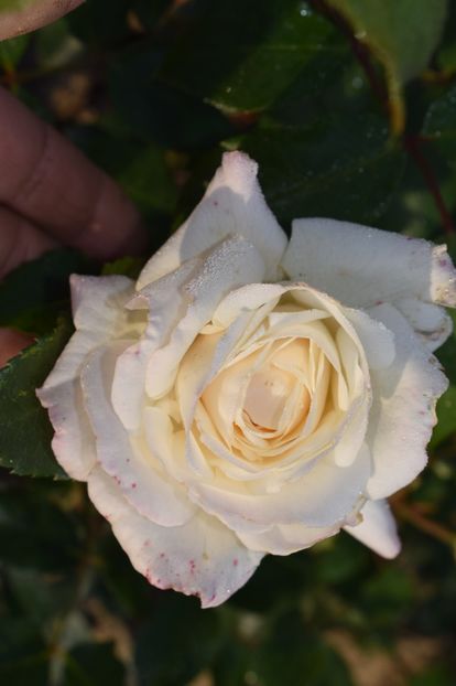  - TRANDAFIRI PRIMAVARA 2018 II