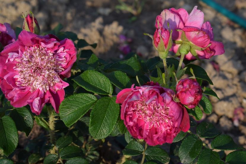  - TRANDAFIRI PRIMAVARA 2018 II