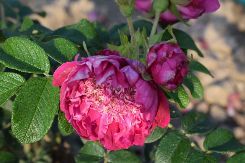  - TRANDAFIRI PRIMAVARA 2018 II