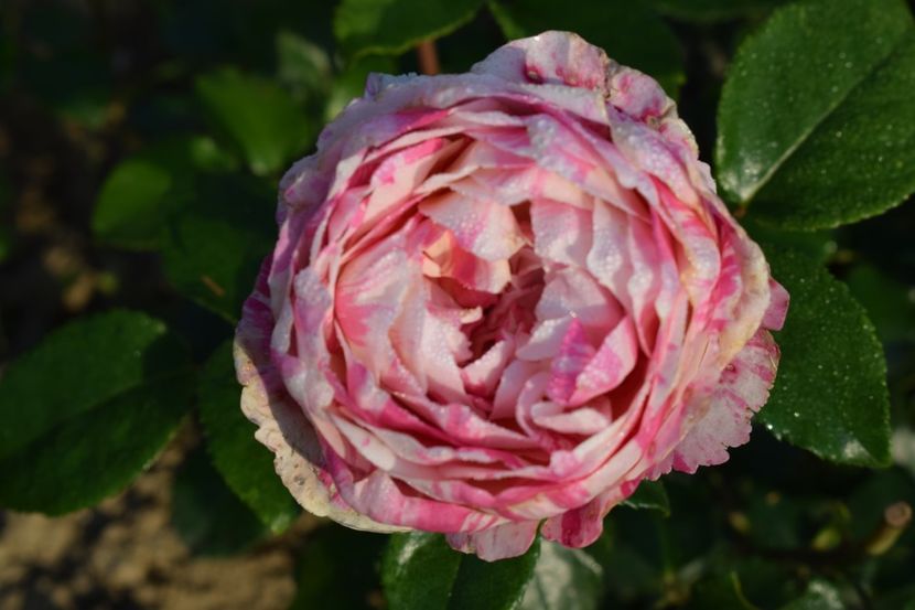  - TRANDAFIRI PRIMAVARA 2018 II