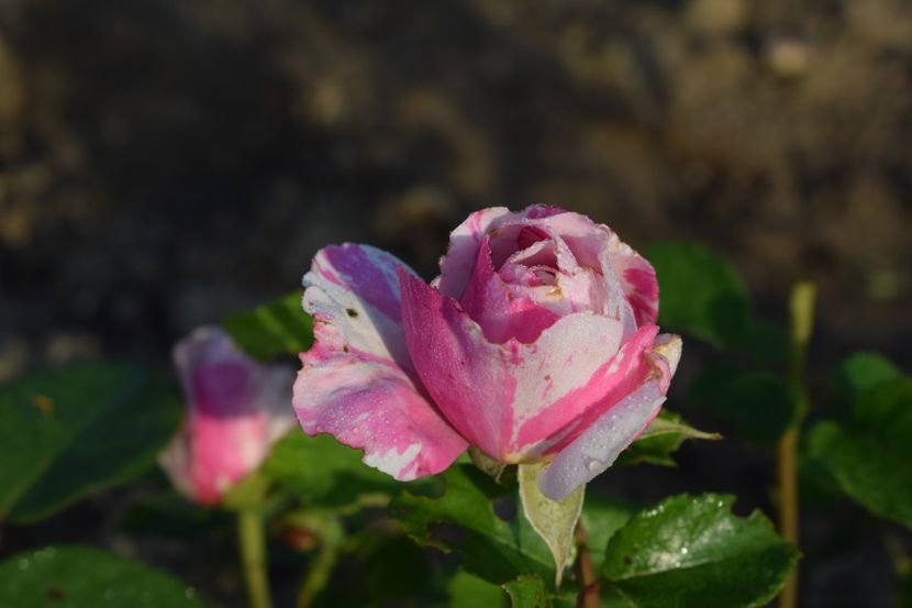  - TRANDAFIRI PRIMAVARA 2018 II