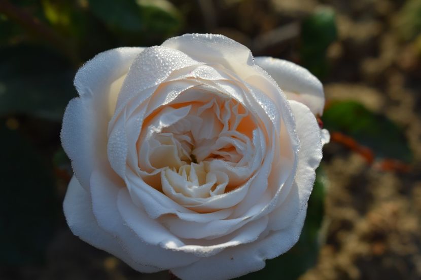  - TRANDAFIRI PRIMAVARA 2018 II