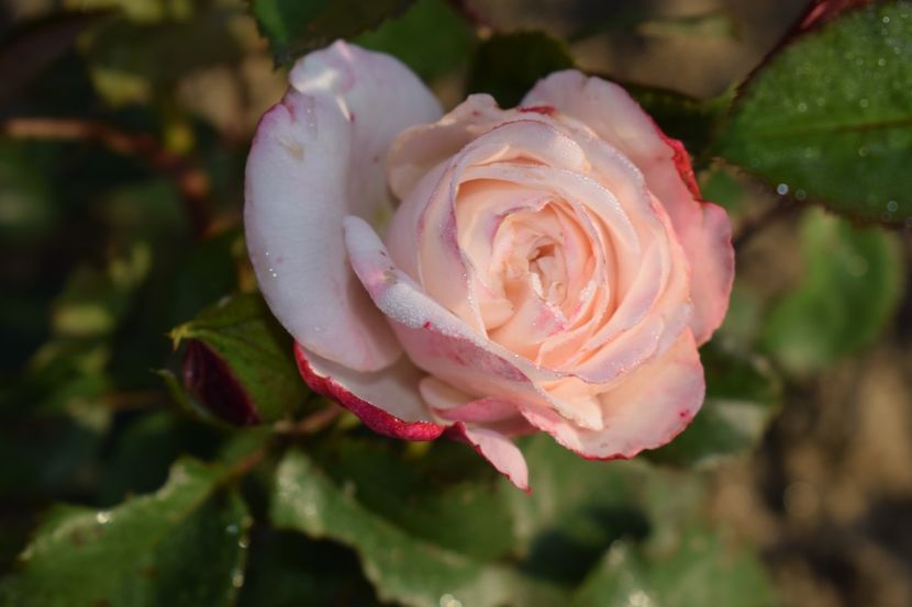  - TRANDAFIRI PRIMAVARA 2018 II