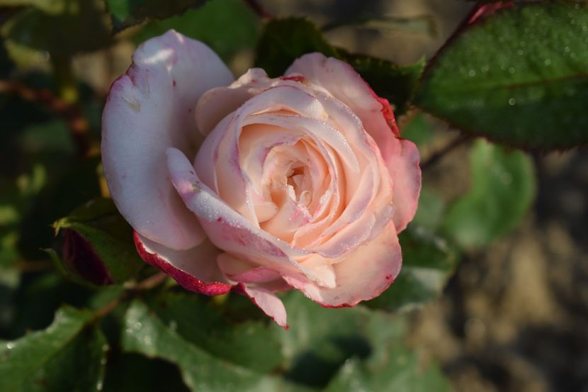  - TRANDAFIRI PRIMAVARA 2018 II