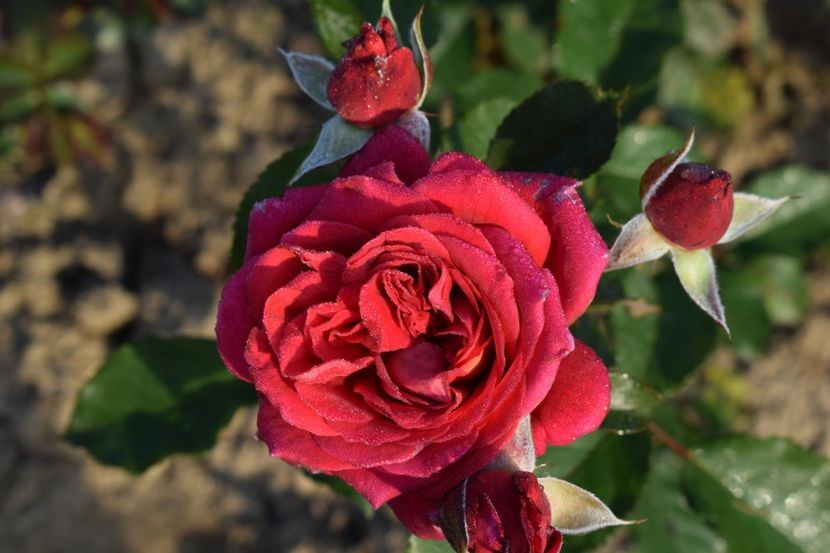  - TRANDAFIRI PRIMAVARA 2018 II