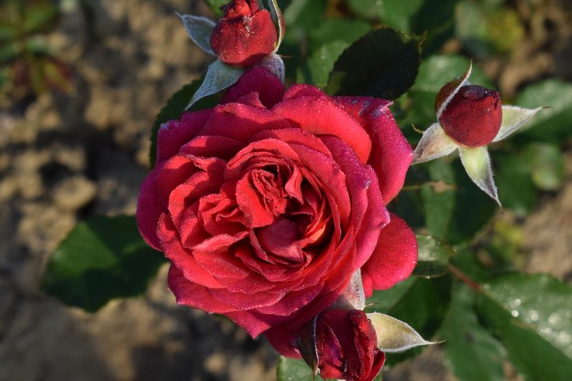  - TRANDAFIRI PRIMAVARA 2018 II