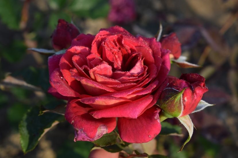  - TRANDAFIRI PRIMAVARA 2018 II