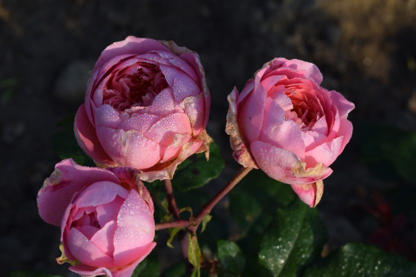  - TRANDAFIRI PRIMAVARA 2018 II