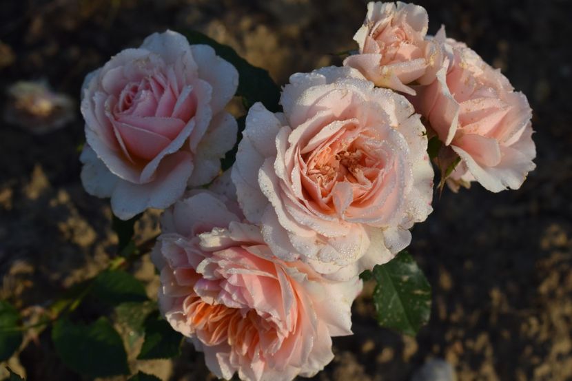  - TRANDAFIRI PRIMAVARA 2018 II