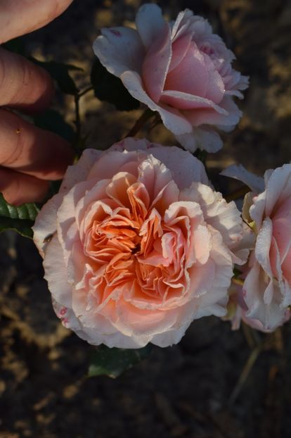  - TRANDAFIRI PRIMAVARA 2018 II