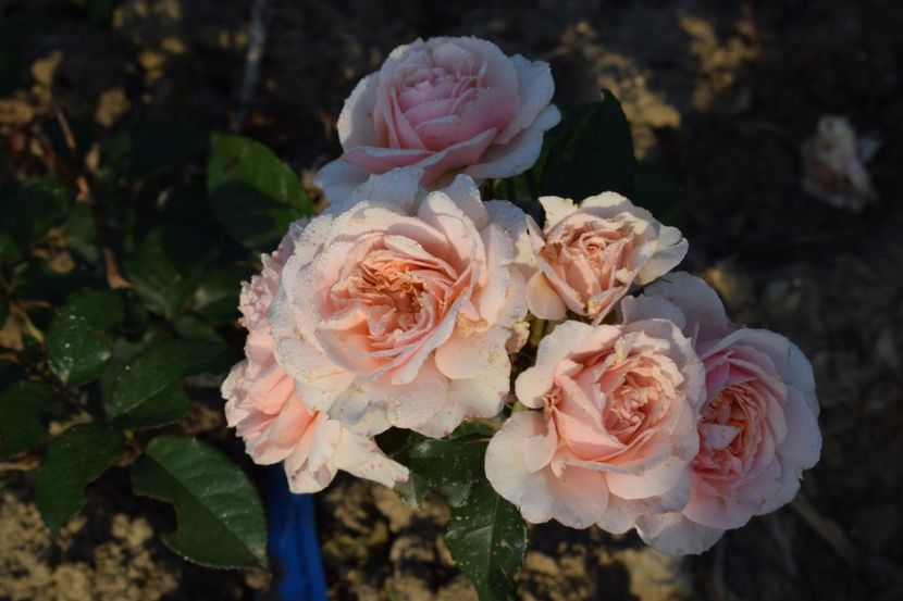  - TRANDAFIRI PRIMAVARA 2018 II