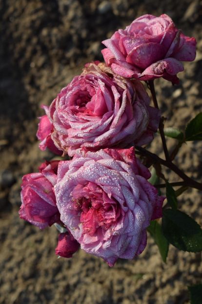  - TRANDAFIRI PRIMAVARA 2018 II