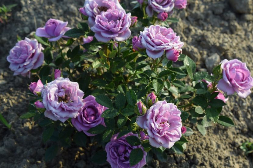  - TRANDAFIRI PRIMAVARA 2018 II