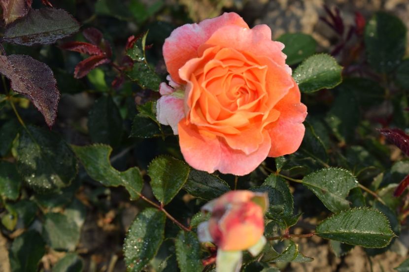  - TRANDAFIRI PRIMAVARA 2018 II