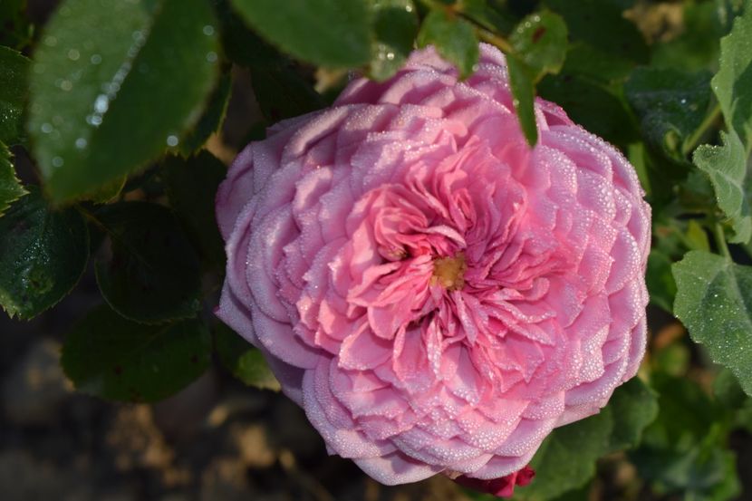  - TRANDAFIRI PRIMAVARA 2018 II