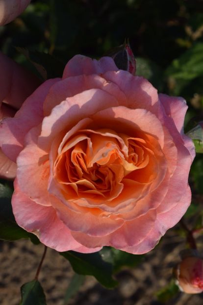  - TRANDAFIRI PRIMAVARA 2018 II