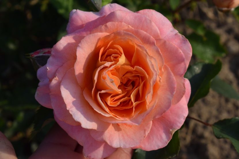  - TRANDAFIRI PRIMAVARA 2018 II