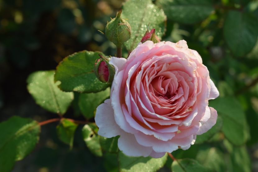  - TRANDAFIRI PRIMAVARA 2018 II