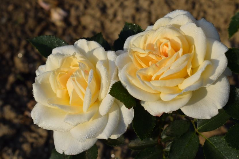  - TRANDAFIRI PRIMAVARA 2018 II